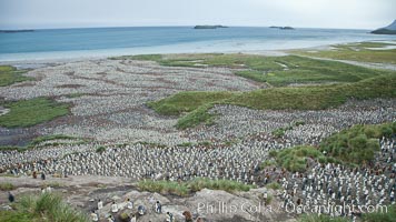 King penguin colony and the Bay of Isles on the northern coast of South Georgia Island.  Over 100,000 nesting pairs of king penguins reside here.  Dark patches in the colony are groups of juveniles with fluffy brown plumage, Aptenodytes patagonicus, Salisbury Plain