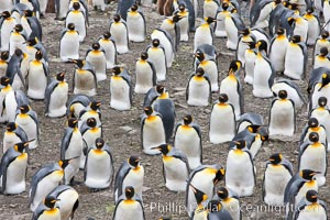 King penguin colony. Over 100,000 pairs of king penguins nest at Salisbury Plain, laying eggs in December and February, then alternating roles between foraging for food and caring for the egg or chick.