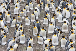 King penguin colony. Over 100,000 pairs of king penguins nest at Salisbury Plain, laying eggs in December and February, then alternating roles between foraging for food and caring for the egg or chick, Aptenodytes patagonicus