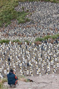 Photographer overlooking the vast king penguin colony at Salisbury Plain, with over 100,000 pairs of king penguins, Aptenodytes patagonicus
