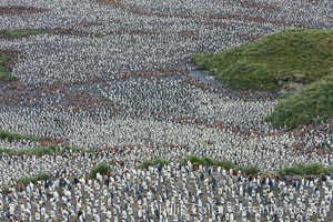 King penguin colony, over 100,000 nesting pairs, viewed from above.  The brown patches are groups of 'oakum boys', juveniles in distinctive brown plumage.  Salisbury Plain, Bay of Isles, South Georgia Island.