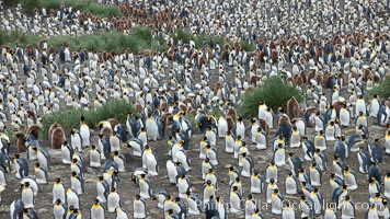 King penguin colony. Over 100,000 pairs of king penguins nest at Salisbury Plain, laying eggs in December and February, then alternating roles between foraging for food and caring for the egg or chick.