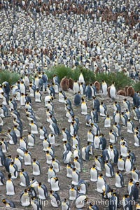 King penguin colony. Over 100,000 pairs of king penguins nest at Salisbury Plain, laying eggs in December and February, then alternating roles between foraging for food and caring for the egg or chick. South Georgia Island, Aptenodytes patagonicus, natural history stock photograph, photo id 24449