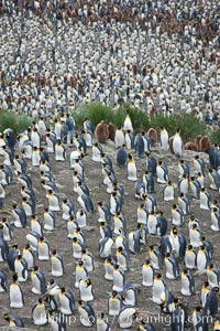 King penguin colony. Over 100,000 pairs of king penguins nest at Salisbury Plain, laying eggs in December and February, then alternating roles between foraging for food and caring for the egg or chick, Aptenodytes patagonicus