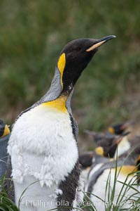 Molting king penguin, Aptenodytes patagonicus, Salisbury Plain