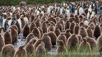 King penguins at Salisbury Plain.  Silver and black penguins are adults, while brown penguins are 'oakum boys', juveniles named for their distinctive fluffy plumage that will soon molt and taken on adult coloration, Aptenodytes patagonicus