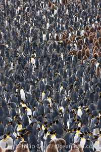 King penguin colony. Over 100,000 pairs of king penguins nest at Salisbury Plain, laying eggs in December and February, then alternating roles between foraging for food and caring for the egg or chick, Aptenodytes patagonicus