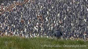 King penguin colony. Over 100,000 pairs of king penguins nest at Salisbury Plain, laying eggs in December and February, then alternating roles between foraging for food and caring for the egg or chick, Aptenodytes patagonicus