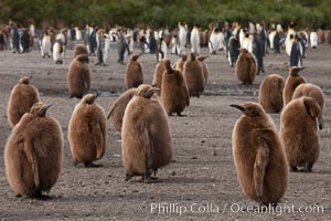 Oakum boys, juvenile king penguins at Salisbury Plain, South Georgia Island.  Named 'oakum boys' by sailors for the resemblance of their brown fluffy plumage to the color of oakum used to caulk timbers on sailing ships, these year-old penguins will soon shed their fluffy brown plumage and adopt the colors of an adult.