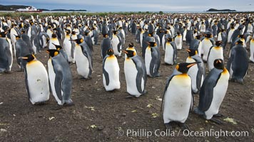 King penguin colony. Over 100,000 pairs of king penguins nest at Salisbury Plain, laying eggs in December and February, then alternating roles between foraging for food and caring for the egg or chick, Aptenodytes patagonicus