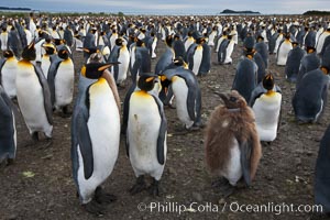 King penguins at Salisbury Plain.  Silver and black penguins are adults, while brown penguins are 'oakum boys', juveniles named for their distinctive fluffy plumage that will soon molt and taken on adult coloration.