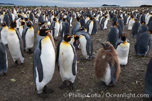 King penguins at Salisbury Plain.  Silver and black penguins are adults, while brown penguins are 'oakum boys', juveniles named for their distinctive fluffy plumage that will soon molt and taken on adult coloration, Aptenodytes patagonicus