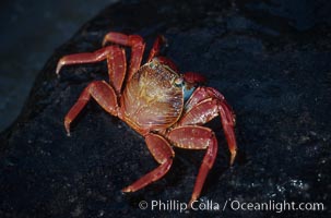 Sally Lightfoot crab, Grapsus grapsus