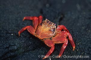 Sally Lightfoot crab, Grapsus grapsus