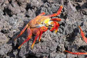 Sally lightfoot crab on volcanic rocks, Punta Albemarle, Grapsus grapsus, Isabella Island