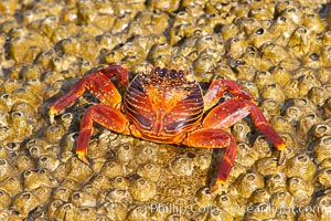 Sally lightfoot crab on barnacles, Grapsus grapsus, North Seymour Island