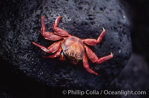 Sally Lightfoot crab, Grapsus grapsus