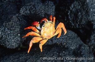 Sally Lightfoot crab, Grapsus grapsus