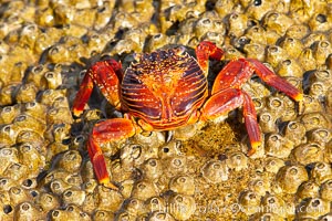 Sally lightfoot crab on barnacles, Grapsus grapsus, North Seymour Island