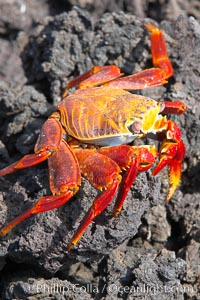 Sally lightfoot crab on volcanic rocks, Punta Albemarle, Grapsus grapsus, Isabella Island