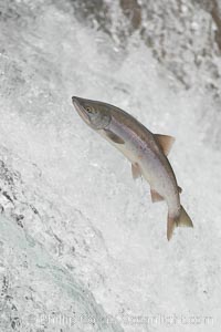 Salmon leap up falls on their upriver journey to spawn, Brooks Falls, Brooks River, Katmai National Park, Alaska