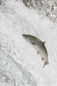 Salmon leap up falls on their upriver journey to spawn, Brooks Falls, Brooks River, Katmai National Park, Alaska