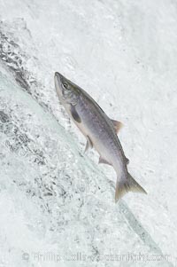 Salmon leap up falls on their upriver journey to spawn, Brooks Falls, Brooks River, Katmai National Park, Alaska