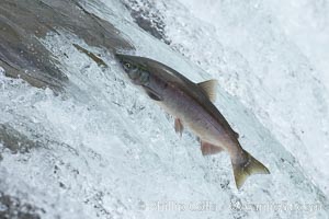 Salmon leap up falls on their upriver journey to spawn, Brooks Falls, Brooks River, Katmai National Park, Alaska