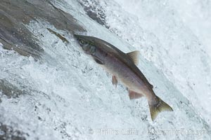 Salmon leap up falls on their upriver journey to spawn, Brooks Falls.