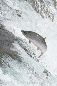 Salmon leap up falls on their upriver journey to spawn, Brooks Falls, Brooks River, Katmai National Park, Alaska