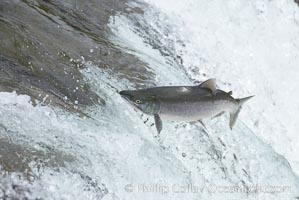 Salmon leap up falls on their upriver journey to spawn, Brooks Falls, Brooks River, Katmai National Park, Alaska