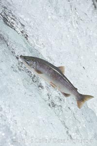 Salmon leap up falls on their upriver journey to spawn, Brooks Falls, Brooks River, Katmai National Park, Alaska