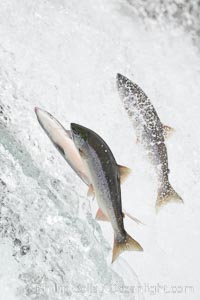 Salmon leap up falls on their upriver journey to spawn, Brooks Falls, Brooks River, Katmai National Park, Alaska