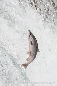 Salmon leap up falls on their upriver journey to spawn, Brooks Falls, Brooks River, Katmai National Park, Alaska