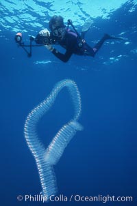 Colonial salp chain and diver, adrift in the open ocean.