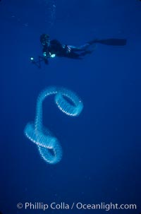 Diver and pelagic salp chain, open ocean, San Diego, California