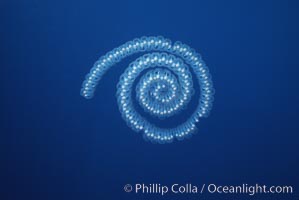 Pelagic salp chain, open ocean. San Diego, California, USA, natural history stock photograph, photo id 03161