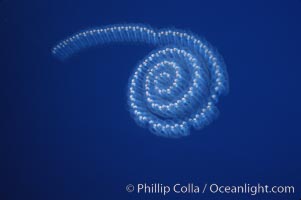 Pelagic salp chain, open ocean, San Diego, California