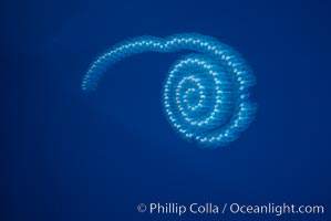 Pelagic salp chain, open ocean, San Diego, California