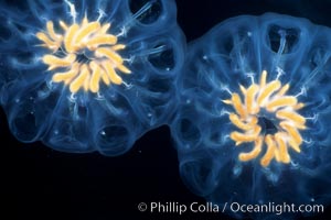 Salp (pelagic tunicate) reproduction, open ocean, Cyclosalpa affinis, San Diego, California