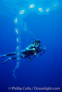 Colonial salp chain and diver, adrift in the open ocean. Cyclosalpa affinis.