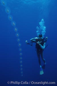 Salp chain and diver, open ocean. San Diego, California, USA, Cyclosalpa affinis, natural history stock photograph, photo id 05344
