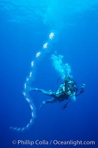 Salp chain and diver, open ocean, Cyclosalpa affinis, San Diego, California