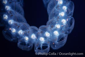 Salp (pelagic tunicate), open ocean, Pegea confoederata, San Diego, California