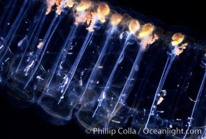 Salp (pelagic tunicate), open ocean, Pegea confoederata, San Diego, California