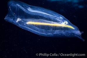 Salp (pelagic tunicate), open ocean, Cyclosalpa affinis, San Diego, California