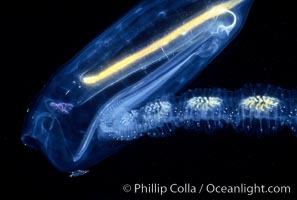 Salp (pelagic tunicate) reproduction, open ocean, Cyclosalpa affinis, San Diego, California