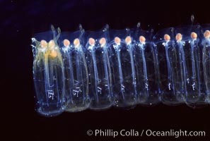 Salp (pelagic tunicate) chain, Pegea confoederata, San Diego, California