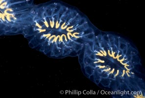 Salp (pelagic tunicate) chain. San Diego, California, USA, Cyclosalpa affinis, natural history stock photograph, photo id 02495