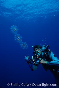 Photographer and colonial salp, open ocean, Cyclosalpa affinis, San Diego, California